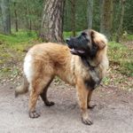 Aragon Vigos, Hellblaues Halsband